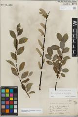 Foto von Salix myrsinifolia Salisb. x Salix phylicifolia L.